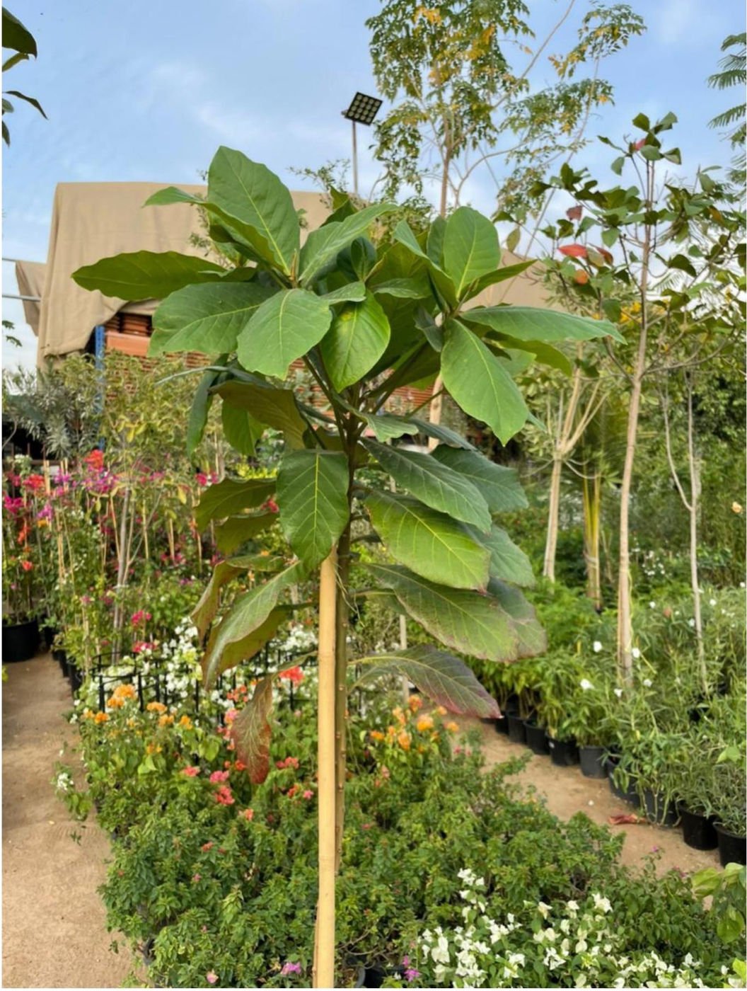 Terminalia catappa (Tropical Almond Tree) – Large Shade Tree with Colorful Foliage
