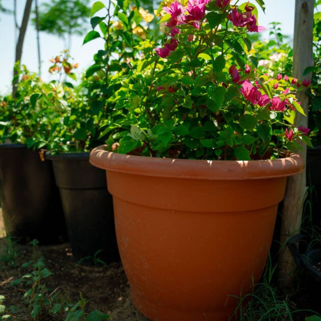 Thai Bougainvillea – Vibrant Tropical Flowering Vine for Gardens & Landscapes