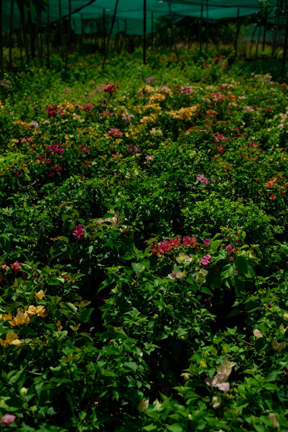 Thai Bougainvillea – Vibrant Tropical Flowering Vine for Gardens & Landscapes - Image 3