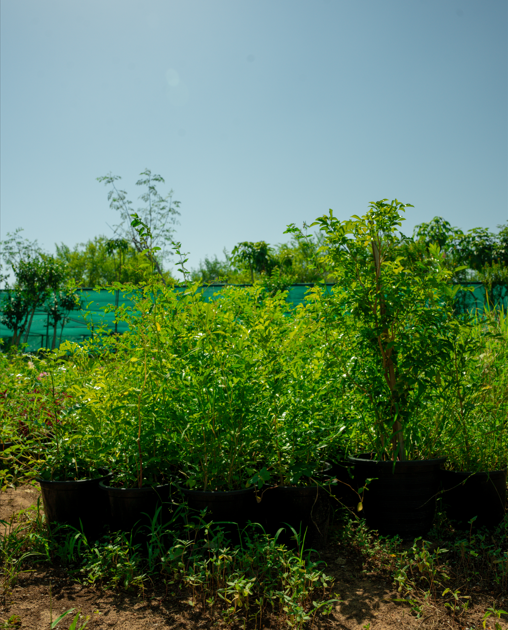Thai Jasmine Tree (Millingtonia hortensis) – Fragrant White Flowering Tree for Tropical Landscapes
