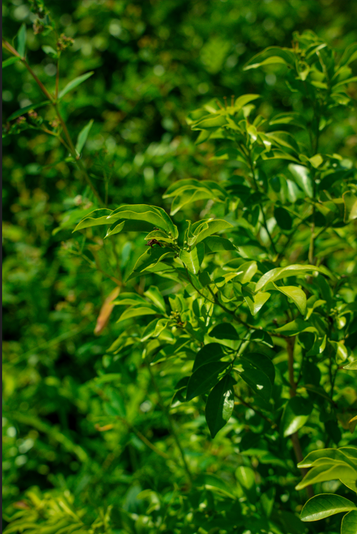 Thai Jasmine Tree (Millingtonia hortensis) – Fragrant White Flowering Tree for Tropical Landscapes - Image 3