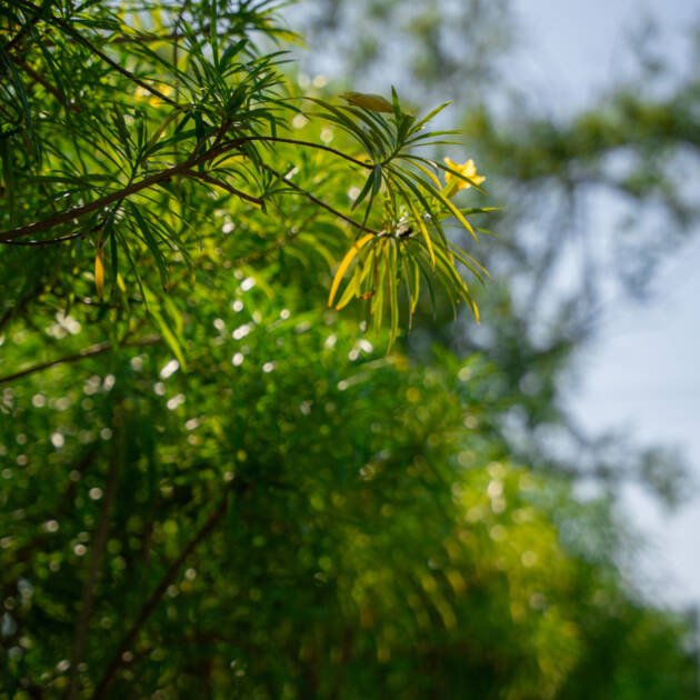 Yellow Oleander (Cascabela thevetia) – Tropical Yellow Flowering Ornamental Shrub