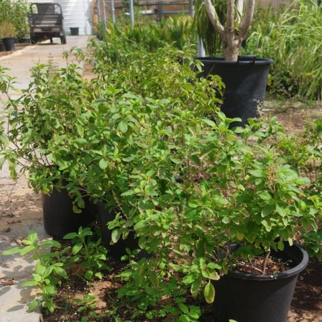 Tulsi Plant (Ocimum tenuiflorum) – Holy Basil Aromatic Medicinal Herb Plant