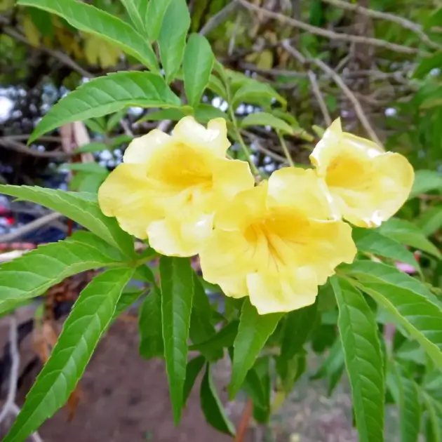 Tecoma stans (Yellow Bells) – Bright Yellow Flowering Shrub for Tropical Landscapes