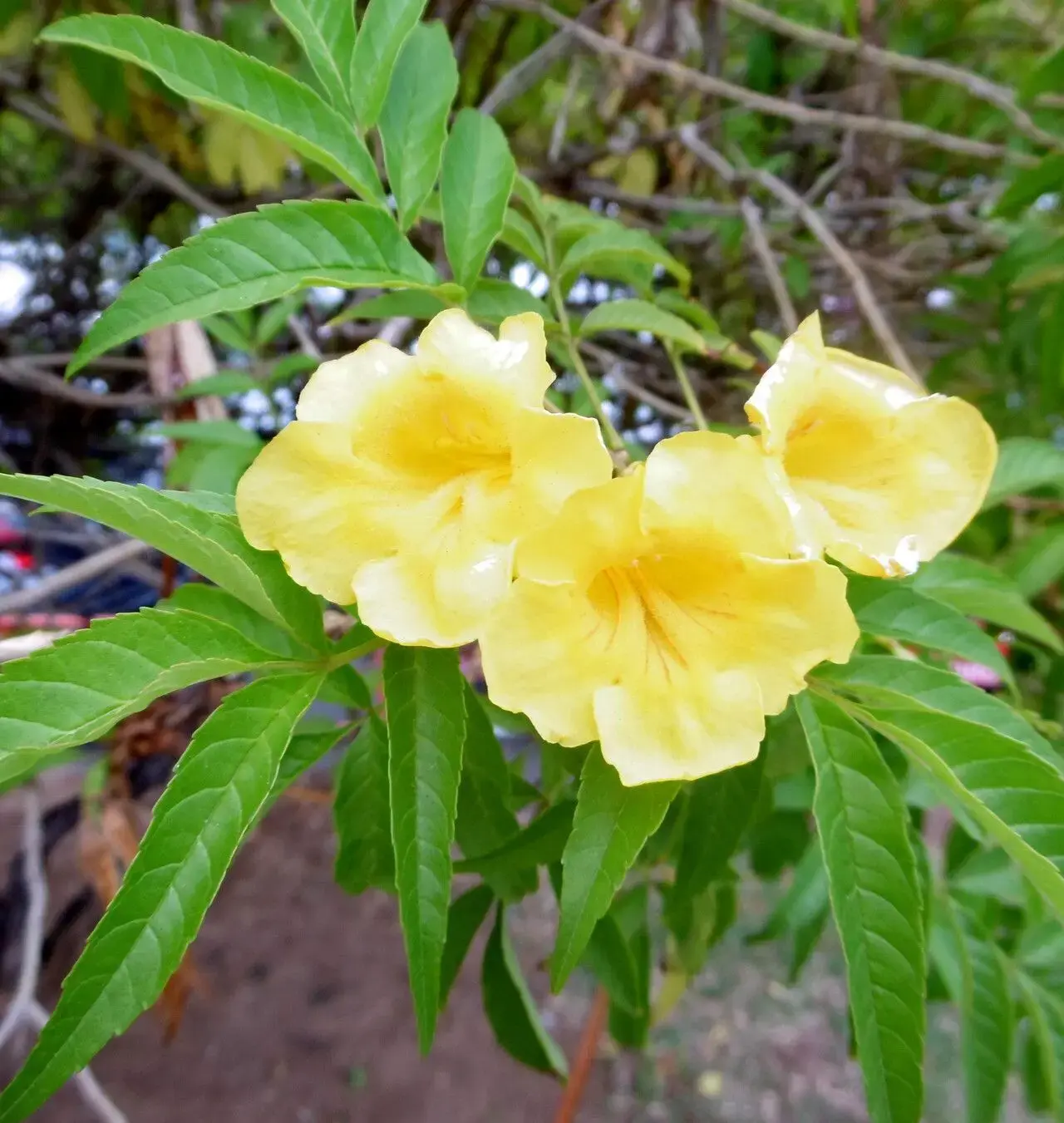 Tecoma stans (Yellow Bells) – Bright Yellow Flowering Shrub for Tropical Landscapes
