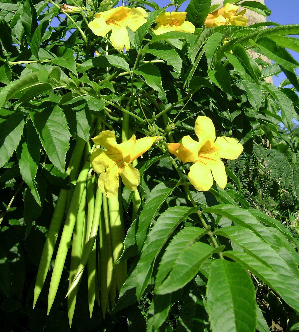 Tecoma stans (Yellow Bells) – Bright Yellow Flowering Shrub for Tropical Landscapes - Image 2