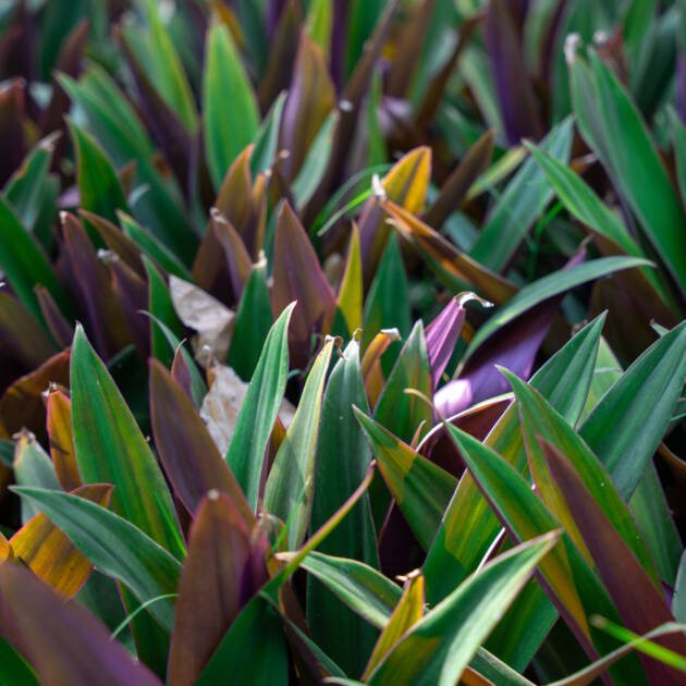 Tradescantia spathacea . Hight Size : 40 - 50 cm