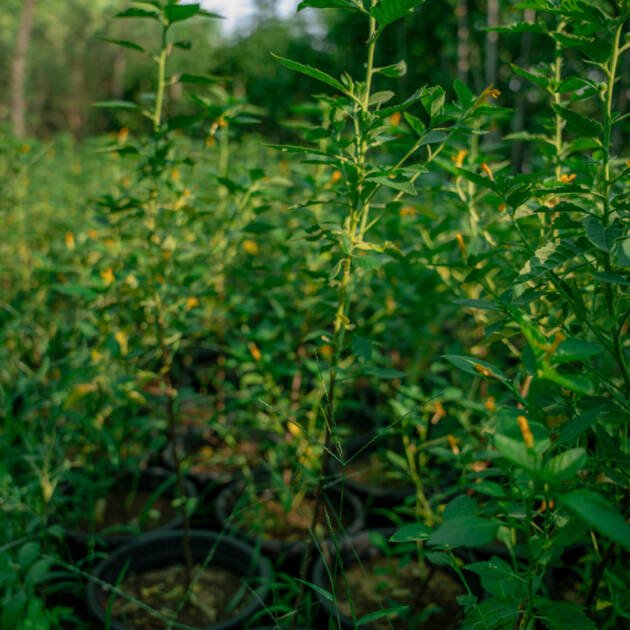 Turnera ulmifolia (False Alder) – Yellow Flowering Tropical Shrub for Gardens & Landscapes