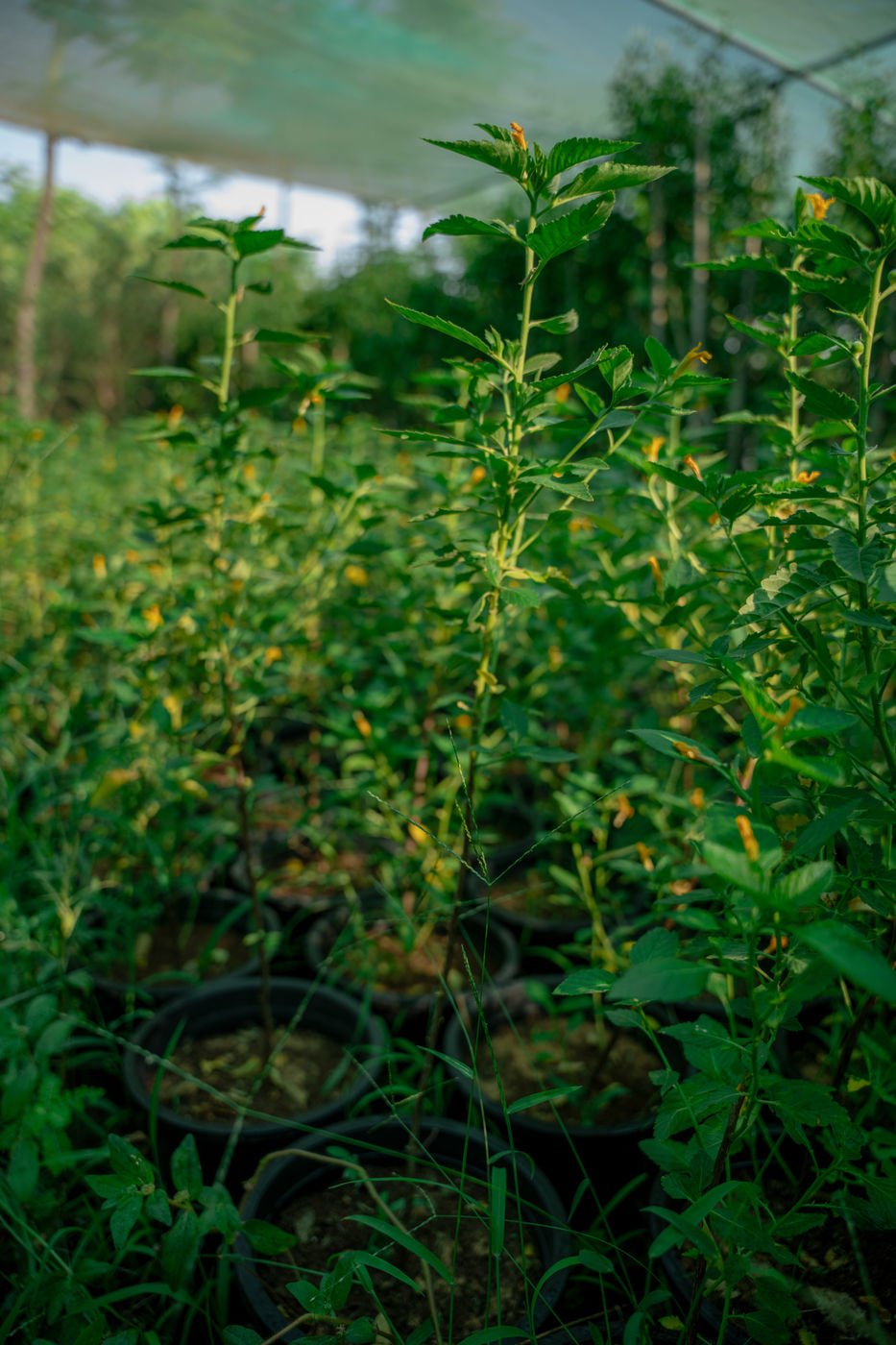 Turnera ulmifolia (False Alder) – Yellow Flowering Tropical Shrub for Gardens & Landscapes