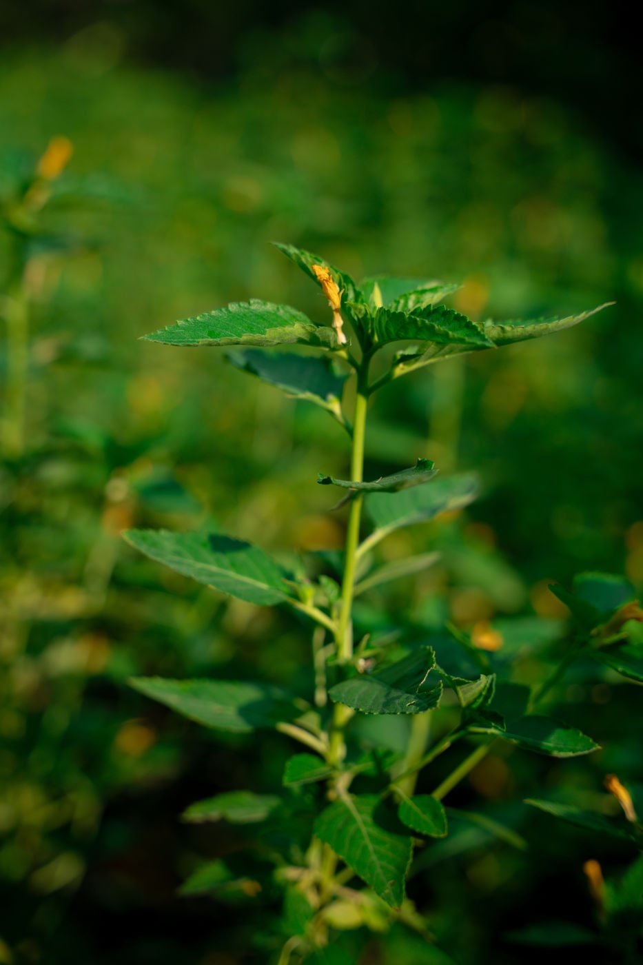 Turnera ulmifolia (False Alder) – Yellow Flowering Tropical Shrub for Gardens & Landscapes - Image 2