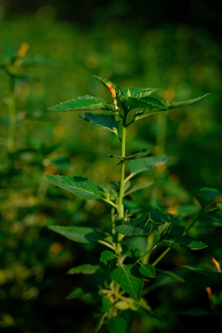 Turnera ulmifolia (False Alder) – Yellow Flowering Tropical Shrub for Gardens & Landscapes - Image 3