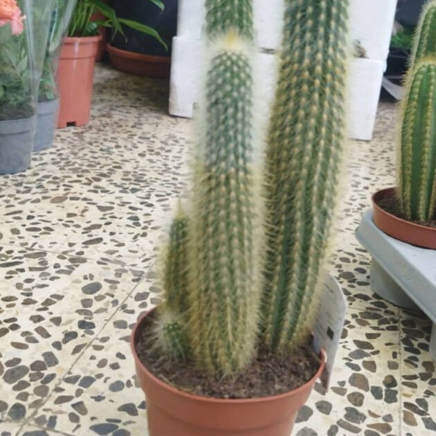 Vatricania guentheri (Guenther’s Club Cactus) – Tall Columnar Cactus for Desert Landscapes