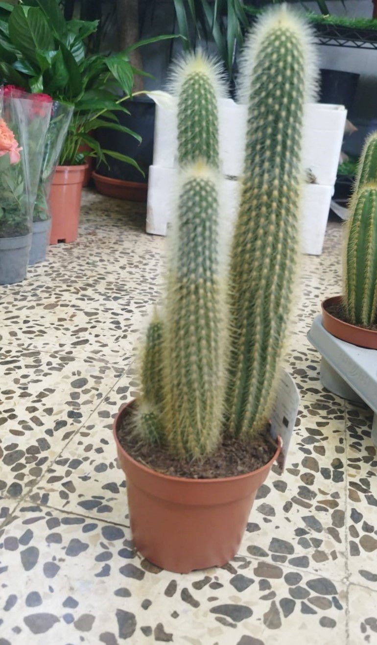 Vatricania guentheri (Guenther’s Club Cactus) – Tall Columnar Cactus for Desert Landscapes