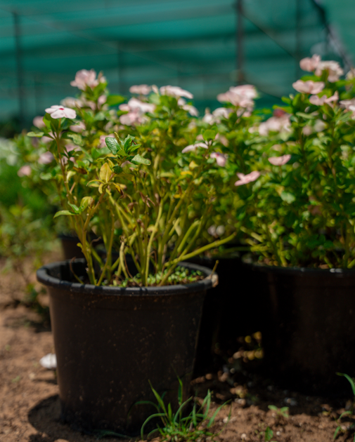 Vinca Flower (Catharanthus roseus) – Colorful Tropical Flowering Ground Cover Plant