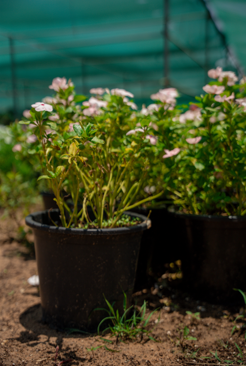 Vinca Flower (Catharanthus roseus) – Colorful Tropical Flowering Ground Cover Plant