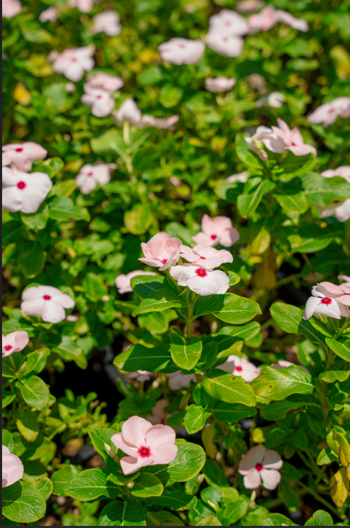 Vinca Flower (Catharanthus roseus) – Colorful Tropical Flowering Ground Cover Plant - Image 2
