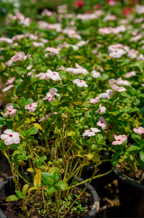 Vinca Flower (Catharanthus roseus) – Colorful Tropical Flowering Ground Cover Plant - Image 3