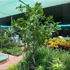Water Apple Tree (Syzygium aqueum) – Tropical Fruit Tree with Crisp Juicy Fruits