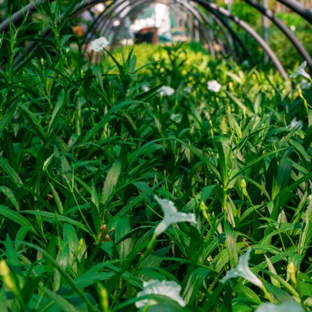 White Ruellia (Ruellia simplex) – Elegant White Flowering Plant for Gardens & Landscapes