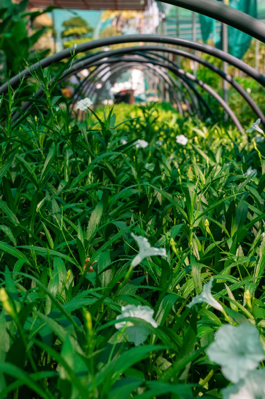 White Ruellia (Ruellia simplex) β Elegant White Flowering Plant for Gardens & Landscapes