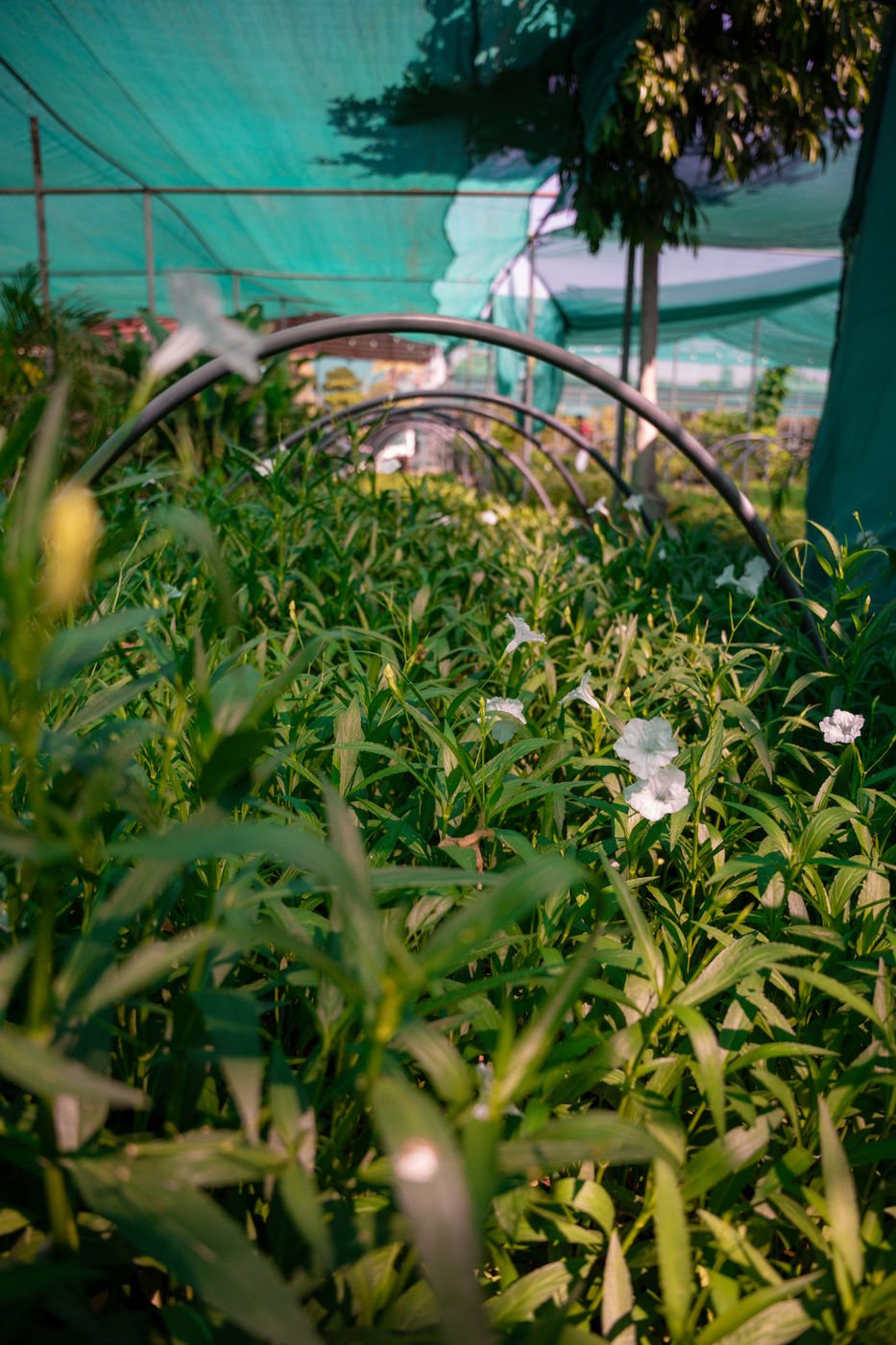 White Ruellia (Ruellia simplex) β Elegant White Flowering Plant for Gardens & Landscapes - Image 2