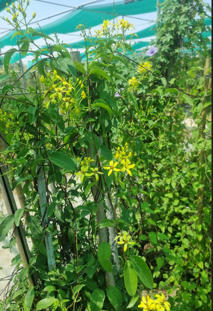 Yellow Jasmine (Jasminum mesnyi) – Evergreen Flowering Shrub with Golden Yellow Blooms