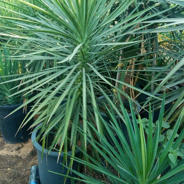 Yucca Gloriosa (Spanish Dagger) – Evergreen Architectural Ornamental Plant