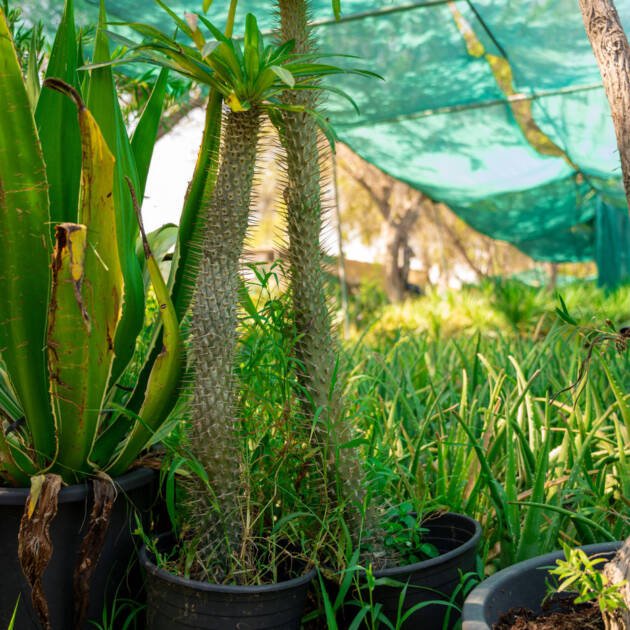 Yucca Plant – Hardy Evergreen Ornamental Plant for Landscapes & Gardens
