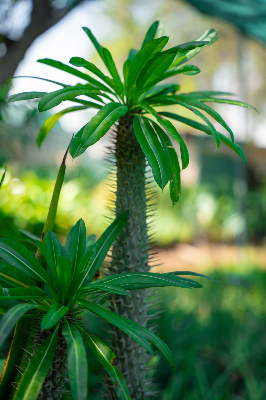 Yucca Plant – Hardy Evergreen Ornamental Plant for Landscapes & Gardens - Image 2