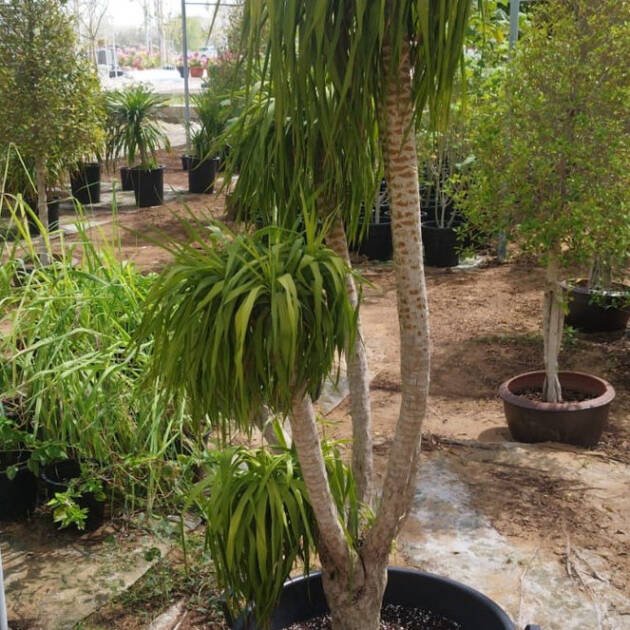 Yucca 3 Faces – Multi-Head Evergreen Ornamental Plant for Indoor & Outdoor Landscapes
