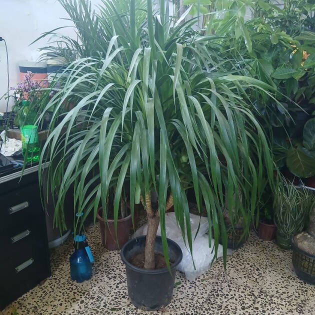 Yucca Big Head (Yucca spp.) – Large-Head Evergreen Ornamental Plant