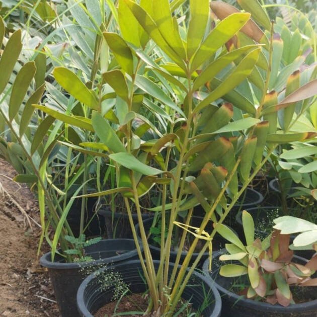 Zamia Furfuracea (Cardboard Palm) – Evergreen Cycad Ornamental Plant