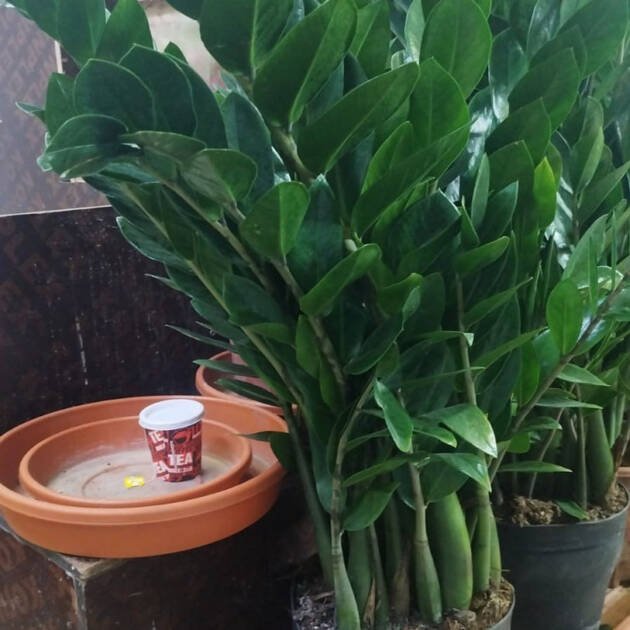 ZZ Plant (Zamioculcas zamiifolia) – Low-Maintenance Evergreen Indoor Plant