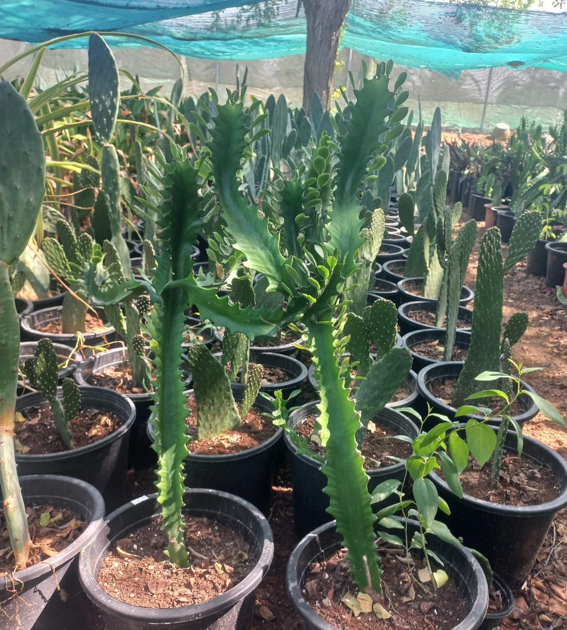 Zombie Cactus (Acanthocereus tetragonus 'Fairy Castle') – Unique Multi-Stem Succulent Cactus